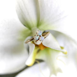 Victorian 14K Gold Opal 3-Leaf Clover Ring ring Kirsten's Corner