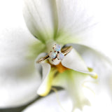 Victorian 14K Gold Opal 3-Leaf Clover Ring